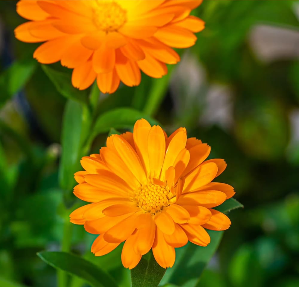 Calendula