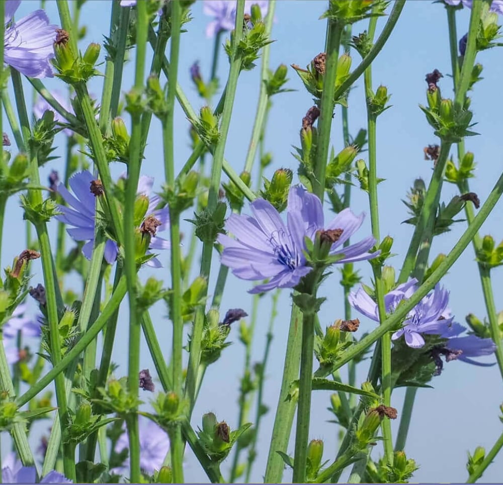 Chicory