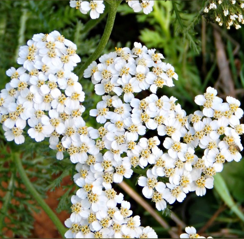 Yarrow